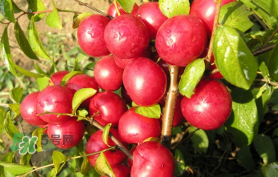 鈣果孕婦可以吃嗎？懷孕可以吃歐李嗎？