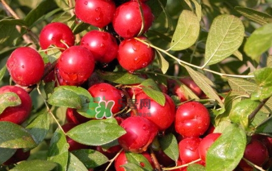 鈣果孕婦可以吃嗎？懷孕可以吃歐李嗎？