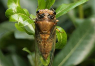 知了殼哪里收購？哪里有收知了殼的？