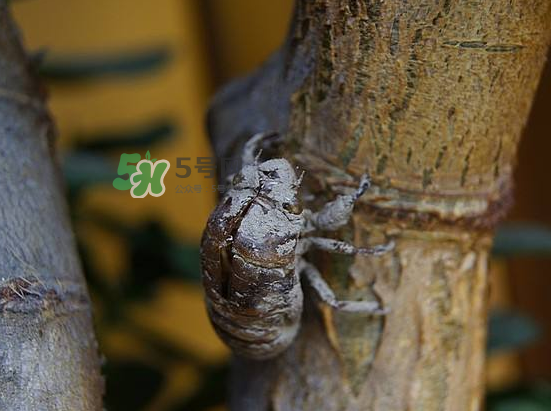 蟬殼多少錢一斤？蟬殼多少錢一斤2017？