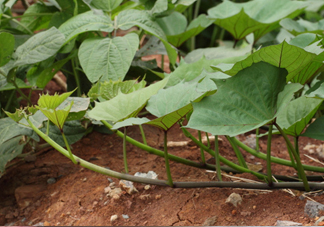 紅薯葉怎么做好吃？什么人不能吃紅薯葉
