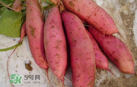 紅薯什么時候成熟？紅薯什么時候吃最好