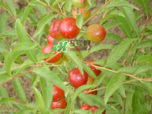 鈣果什么味道？鈣果好吃嗎？