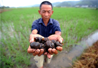 怎么殺死福壽螺寄生蟲？福壽螺寄生蟲怎么去除？