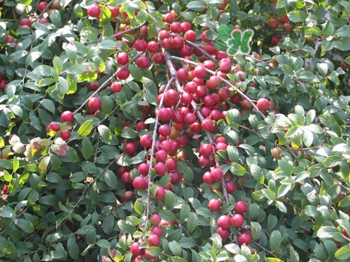 鈣果什么味道？鈣果好吃嗎？