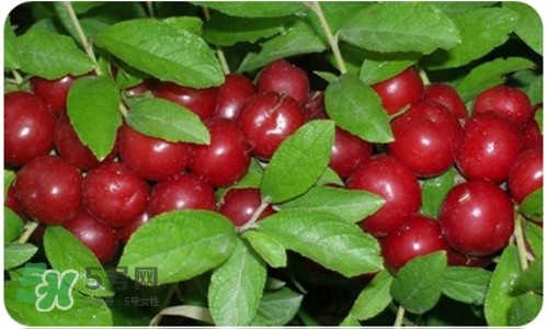 鈣果什么味道？鈣果好吃嗎？