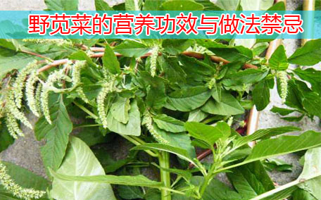 莧菜可以涮火鍋嗎 莧菜的營養(yǎng)價值