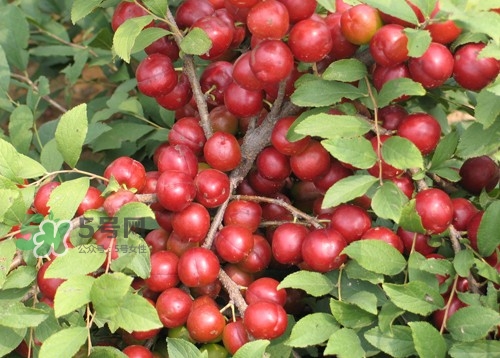 鈣果什么味道？鈣果好吃嗎？