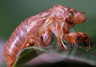 蟬殼多少錢一斤？蟬殼多少錢一斤2017？