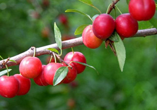 鈣果孕婦可以吃嗎？懷孕可以吃歐李嗎？