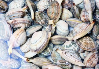 花蛤可以淡水養(yǎng)幾天？花蛤可以養(yǎng)幾天？