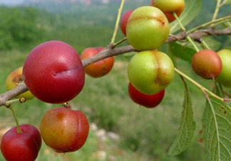 鈣果什么味道？鈣果好吃嗎？