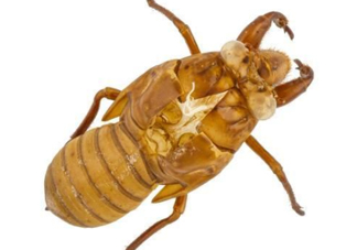 知了殼能治破傷風(fēng)嗎？知了殼能治什么?。?><p><strong>知了殼能治破傷風(fēng)嗎？知了殼能治什么??？</strong></p></a></li> <li><a href=