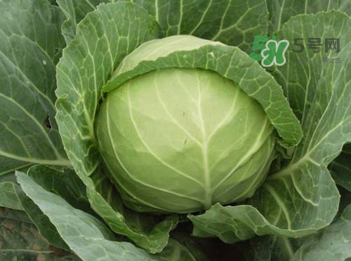 立秋可以種甘藍(lán)嗎？九月份能種甘藍(lán)嗎？