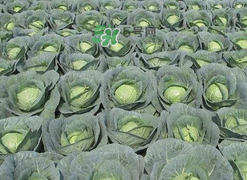 立秋可以種甘藍(lán)嗎？九月份能種甘藍(lán)嗎？