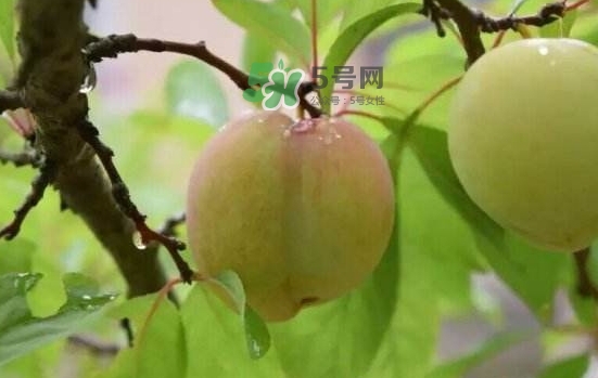 奈李是什么水果？奈李為什么會空心