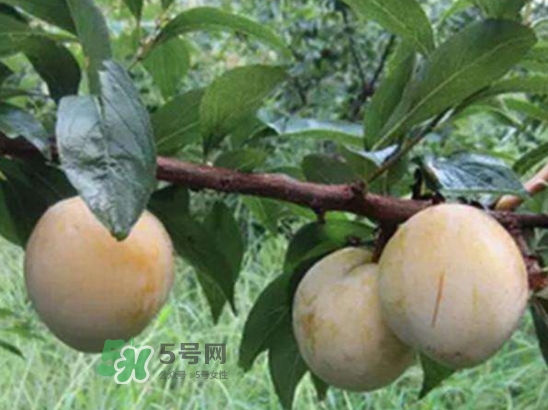 奈李不能和什么一起吃？奈李的禁忌