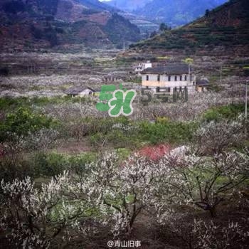 奈李是什么水果？奈李為什么會空心