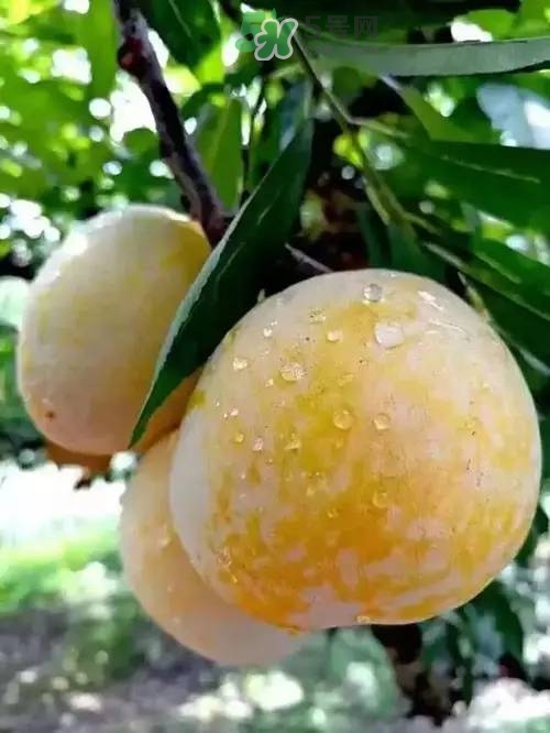 奈李是什么水果？奈李為什么會空心