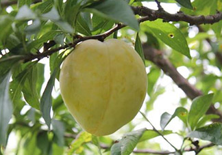 奈李不能和什么一起吃？奈李的禁忌