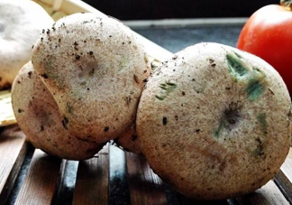 松乳菇真的好吃嗎？松乳菇哪里能吃到