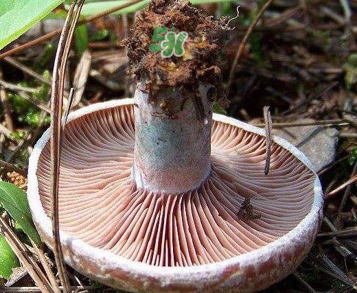 松乳菇真的好吃嗎？松乳菇哪里能吃到