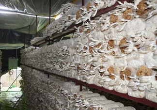 秀珍菇什么品種好？一萬袋秀珍菇要多少成本