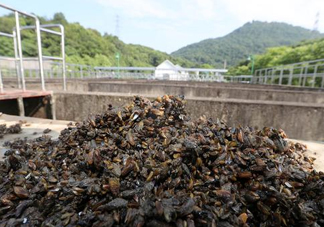 海瓜子多少錢一斤？西湖撈起的海瓜子能吃嗎