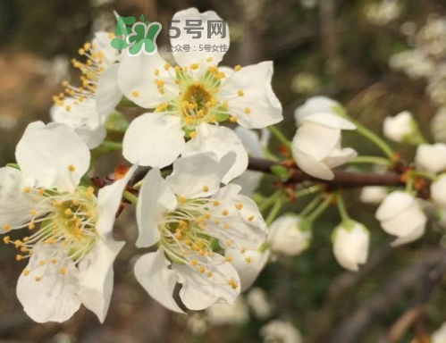 奈李可以放冰箱嗎？奈李怎么保存