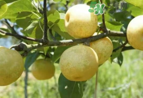 奈李可以放冰箱嗎？奈李怎么保存