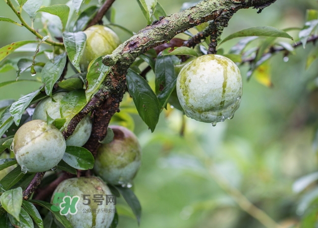 奈李可以和葡萄一起吃嗎？奈李能和葡萄同吃嗎