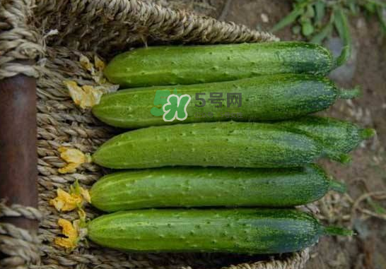 立秋可以種黃瓜嗎？立秋后能種黃瓜嗎？