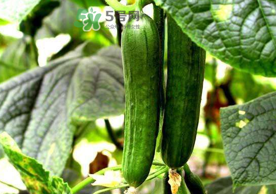 立秋可以種黃瓜嗎？立秋后能種黃瓜嗎？