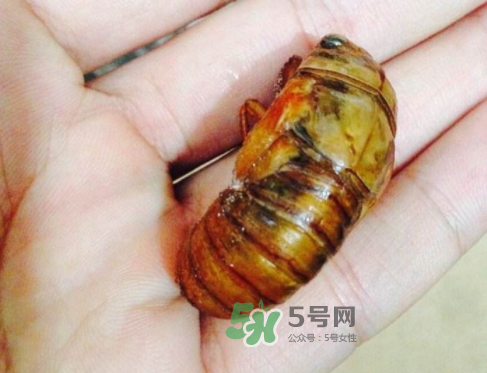 知了猴可以煮著吃嗎？知了猴怎么煮？