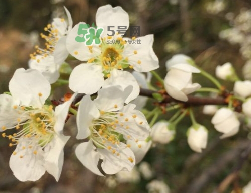 月經(jīng)期間可以吃奈李嗎？來(lái)月經(jīng)可以吃奈李嗎