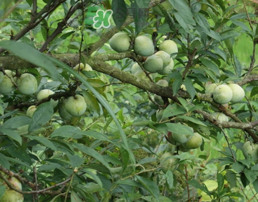 月經(jīng)期間可以吃奈李嗎？來(lái)月經(jīng)可以吃奈李嗎