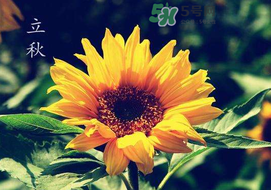 立秋為什么在處暑前？為什么立秋早過(guò)處暑？