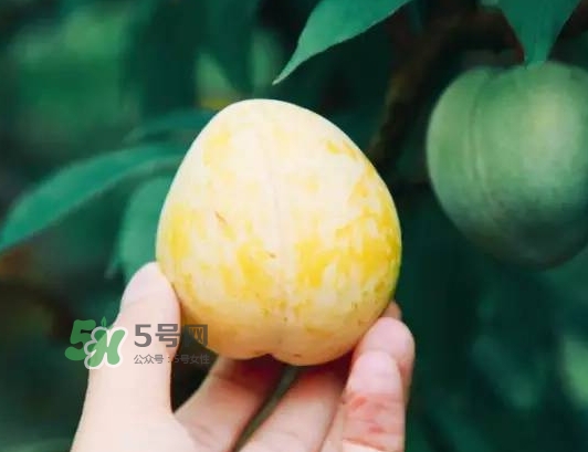 奈李怎么挑？奈李怎么挑選