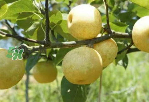 奈李多少錢一斤？奈李價(jià)格表