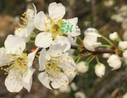 奈李多少錢一斤？奈李價(jià)格表