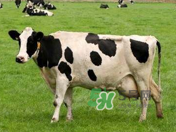 牛初乳咀嚼片為什么會(huì)拉肚子？牛初乳咀嚼片吃了拉肚子正常嗎？