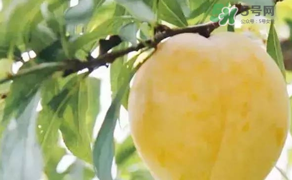 黃金奈李多少錢一斤？黃金奈李價(jià)格