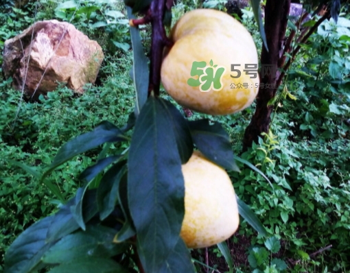 黃金奈李多少錢一斤？黃金奈李價(jià)格