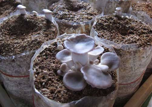 秀珍菇什么品種好？一萬袋秀珍菇要多少成本