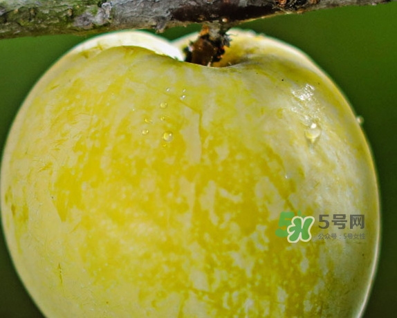 黃金奈李什么時候成熟？黃金奈李孕婦可以吃嗎