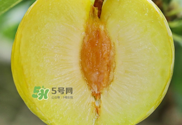 黃金奈李什么時候成熟？黃金奈李孕婦可以吃嗎