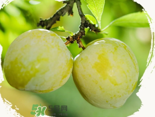 黃金奈李什么時候成熟？黃金奈李孕婦可以吃嗎