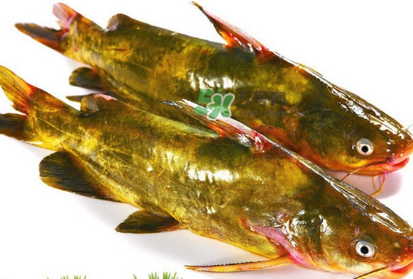 黃刺魚死了能吃嗎？黃刺魚不能與什么同食