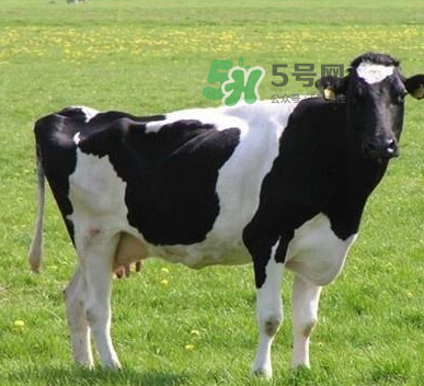 牛初乳哪種比較好？牛初乳哪個(gè)品牌的好？