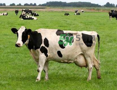 牛初乳哪種比較好？牛初乳哪個(gè)品牌的好？